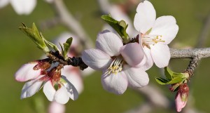 Almond_blossom02_aug_2007